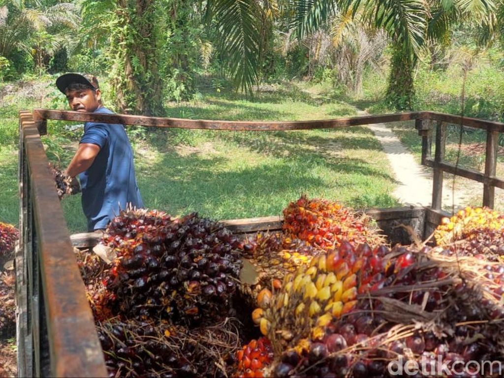 Harga Sawit di Riau Pekan Ini Rp 2.475, Naik Rp 16 per Kg
