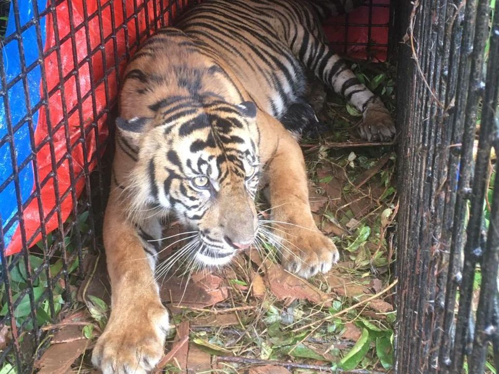 BKSDA Berhasil Tangkap Harimau yang Mangsa 9 Ekor Kambing Warga di Aceh
