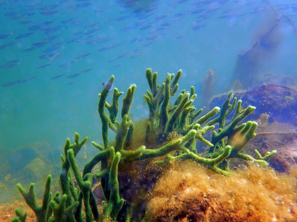 Ciri dan Klasifikasi Hewan Porifera, Apa Benar Lebih Mirip Tumbuhan?