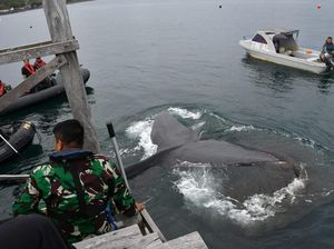 Paus Terdampar ke Dermaga di Banyuwangi, TNI AL Bergerak Evakuasi