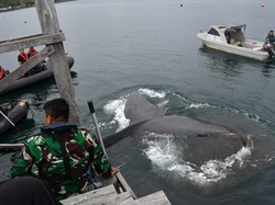 Paus Terdampar ke Dermaga di Banyuwangi, TNI AL Bergerak Evakuasi