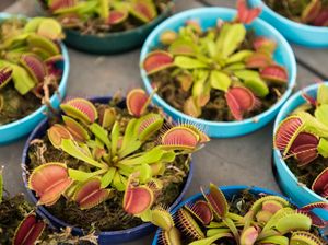 Perkembangbiakan Vegetatif pada Tumbuhan: Pengertian, Jenis, dan Manfaatnya Perkembangbiakan Vegetatif pada Tumbuhan: Pengertian, Jenis, dan Manfaatnya