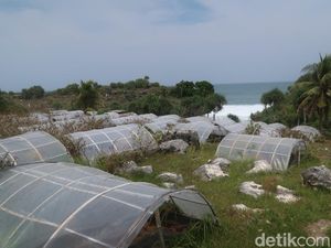 Mati Suri Budi Daya Garam di Pantai Dadapayam Gunungkidul