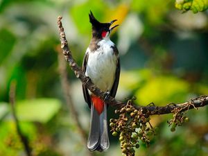 Pentingnya Pelestarian Burung Kutilang yang Jadi Logo HUT Bandung Pentingnya Pelestarian Burung Kutilang yang Jadi Logo HUT Bandung