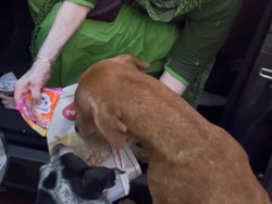 Cerita Inspiratif Nenek 90 Tahun Masak untuk Anjing Liar Setiap Hari