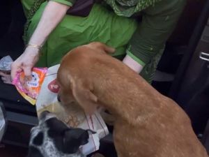 Cerita Inspiratif Nenek 90 Tahun Masak untuk Anjing Liar Setiap Hari Cerita Inspiratif Nenek 90 Tahun Masak untuk Anjing Liar Setiap Hari