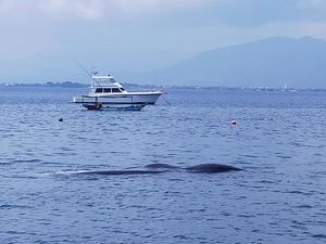 Paus Sperma yang Terdampar di Perairan Banyuwangi Akhirnya Mati