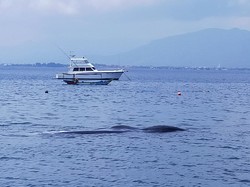 Paus Sperma yang Terdampar di Perairan Banyuwangi Akhirnya Mati