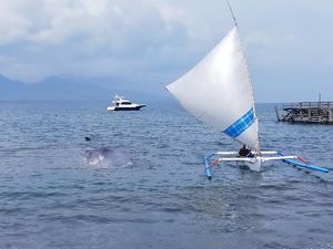 Skenario Tim Gabungan saat Evakuasi Bangkai Paus Sperma di Banyuwangi Skenario Tim Gabungan saat Evakuasi Bangkai Paus Sperma di Banyuwangi