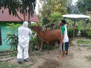 31 Sapi Positif PMK di Sinjai, 25 Ekor Dimusnahkan Paksa 31 Sapi Positif PMK di Sinjai, 25 Ekor Dimusnahkan Paksa