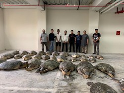 Penyelundup 30 Penyu Hijau Jadi Tersangka, Polisi Lakukan Pendalaman