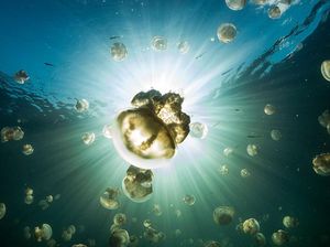 Hidup di Air, Apakah Ubur-ubur Termasuk Jenis Ikan?