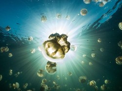 Nggak Punya Otak, Ubur-ubur Hidup Baik-baik Saja