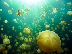 Bagaimana Cara Ubur-ubur Berkembang Biak? Ini Penjelasan Prosesnya