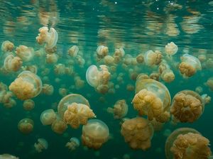 Fakta Unik Ubur-ubur, Salah Satunya Berbahaya Meski Sudah Mati