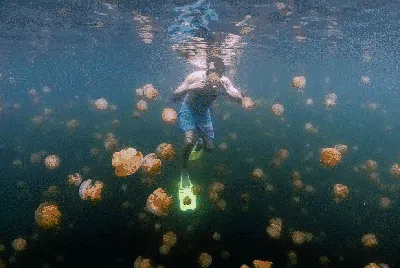 Sensasi Berenang Bersama Ribuan Ubur-ubur di Palau