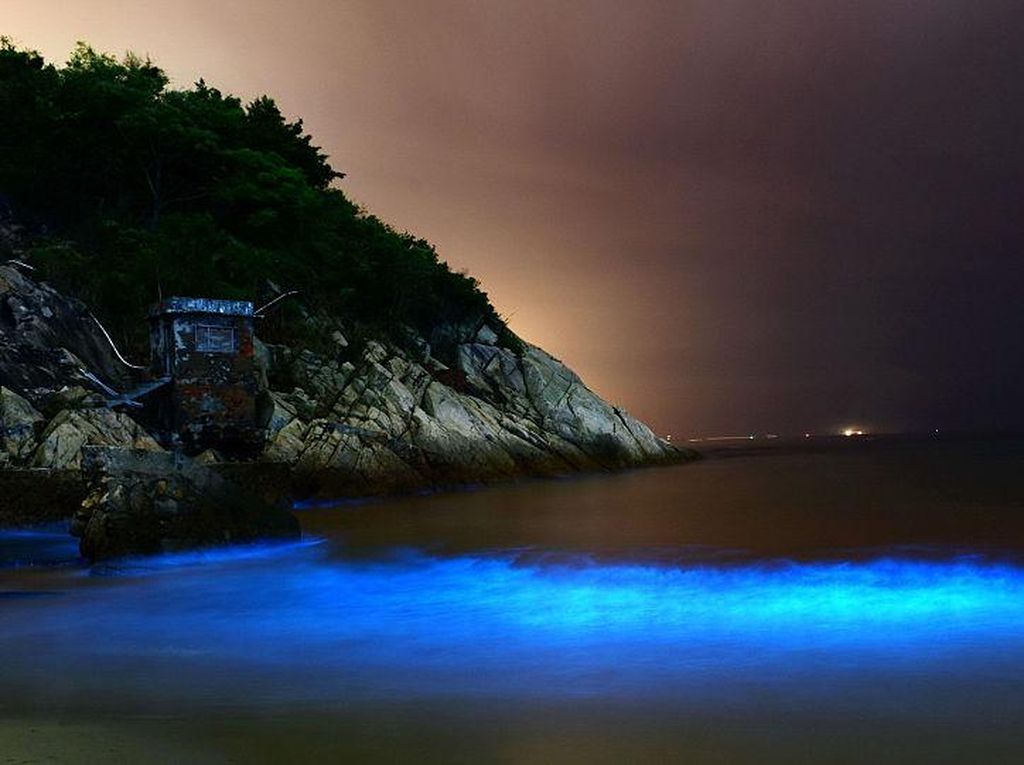 Alga Ini Bikin Pantai Bercahaya Bak Lampu Neon, Lihat Nih Bro...