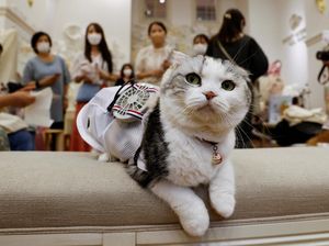 Tokyo Panas Banget, Hewan Kesayangan Sampai Pakai Baju Kipas Angin