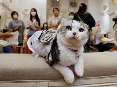 Tokyo Panas Banget, Hewan Kesayangan Sampai Pakai Baju Kipas Angin