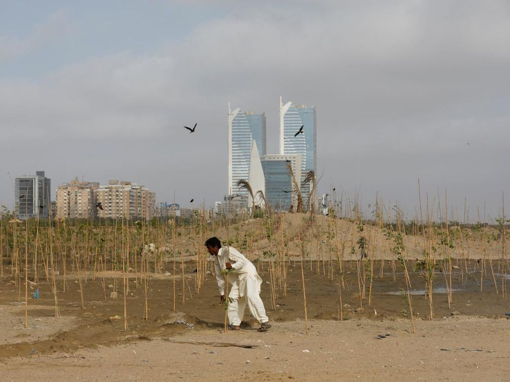 Begini Ambisi Melawan Panas Menyengat di Karachi dengan Tanam Pohon