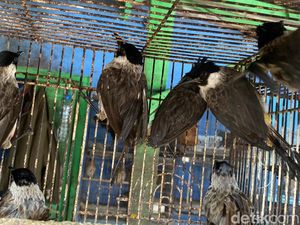 Melihat Jual Beli Kutilang, Burung Endemik Simbol HJKB ke 212
