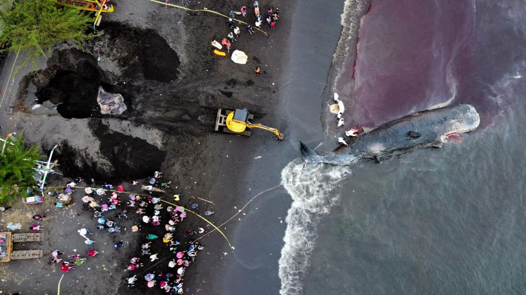 Langkah Terakhir Evakuasi Paus Terdampar di Banyuwangi Langkah Terakhir Evakuasi Paus Terdampar di Banyuwangi