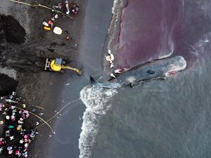 Langkah Terakhir Evakuasi Paus Terdampar di Banyuwangi