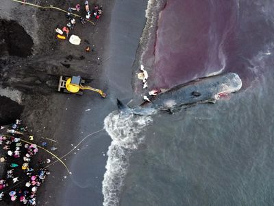 Langkah Terakhir Evakuasi Paus Terdampar di Banyuwangi