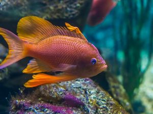 5 Fakta Ikan Red Devil yang Dilarang di Indonesia 5 Fakta Ikan Red Devil yang Dilarang di Indonesia