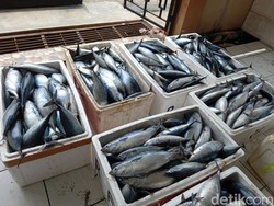 Nelayan Pangandaran Senang, Ikan-ikan Kembali Datang