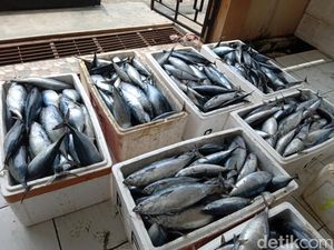Nelayan Pangandaran Senang, Ikan-ikan Kembali Datang Nelayan Pangandaran Senang, Ikan-ikan Kembali Datang