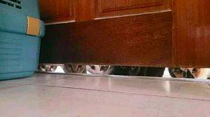 Foto-foto Lucu Hewan yang Bikin Gemas