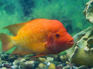 Sosok Ikan Red Devil yang Dilarang di Indonesia Sosok Ikan Red Devil yang Dilarang di Indonesia