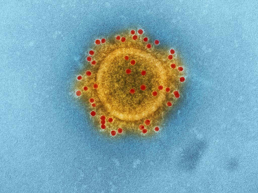 Sejarah Virologi, Cabang Ilmu yang Mempelajari Virus