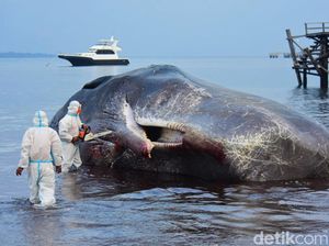 6 Dokter Hewan Unair Bedah Bangkai Paus Sperma di Banyuwangi 6 Dokter Hewan Unair Bedah Bangkai Paus Sperma di Banyuwangi