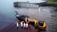 Paus Sperma Mati Terdampar di Pantai Warudoyong Banyuwangi