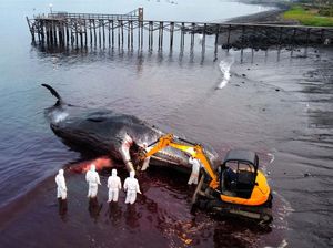Paus Sperma Mati Terdampar di Pantai Warudoyong Banyuwangi