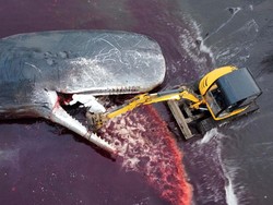 Arti Nama Paus Sperma dan Kenapa Namanya Begitu