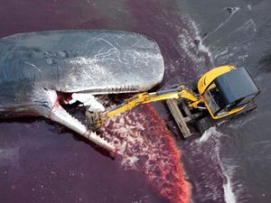 Arti Nama Paus Sperma dan Kenapa Namanya Begitu Arti Nama Paus Sperma dan Kenapa Namanya Begitu