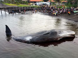 Paus Terdampar di Banyuwangi: Penyebab dan Kondisi Terkini