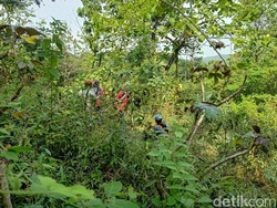 Warga Cirebon Hilang Misterius di Hutan
