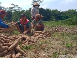 Serangan Hama Uret Mengganas di Klaten, Petani Pusing