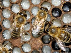 Senjata Rahasia Lebah Madu untuk Bertahan Hidup