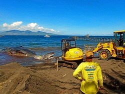3 Alat Berat Dikerahkan Evakuasi Bangkai Paus yang Terdampar di Banyuwangi