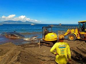 3 Alat Berat Dikerahkan Evakuasi Bangkai Paus yang Terdampar di Banyuwangi 3 Alat Berat Dikerahkan Evakuasi Bangkai Paus yang Terdampar di Banyuwangi