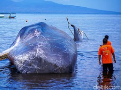 Warga Mulai Keluhkan Bau Bangkai Paus Sperma di Banyuwangi