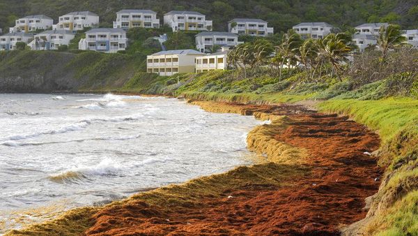 Pantai Ini Dipenuhi Rumput Laut dan Mencekik Karibia