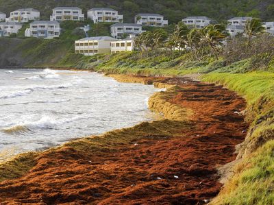 Pantai Ini Dipenuhi Rumput Laut dan Mencekik Karibia