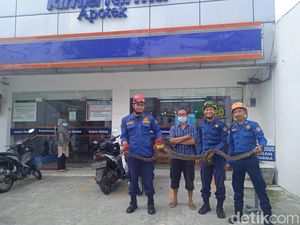 Damkar Evakuasi Ular Sanca 3 Meter di Gorong-gorong Depan Apotek Depok
