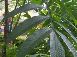 7 Manfaat Daun Sungkai dan Cara Mengolahnya